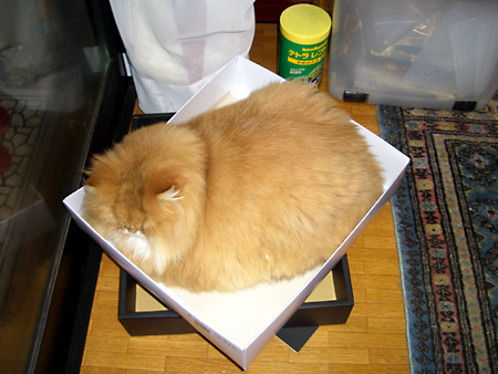 猫、チンチラ・来夢、来喜、ミドリガメ・マックス、コロタン