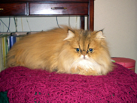 猫、チンチラ・来夢、来喜、ミドリガメ・マックス、コロタン