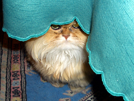 猫、チンチラ・来夢、来喜、ミドリガメ・マックス、コロタン