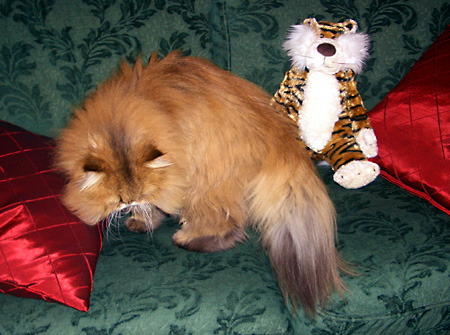 猫, チンチラ・ゴールデン, 来夢, 来喜