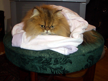 猫、チンチラ・来夢、来喜、ミドリガメ・マックス、コロタン