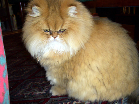 猫、チンチラ・来夢、来喜、ミドリガメ・マックス、コロタン