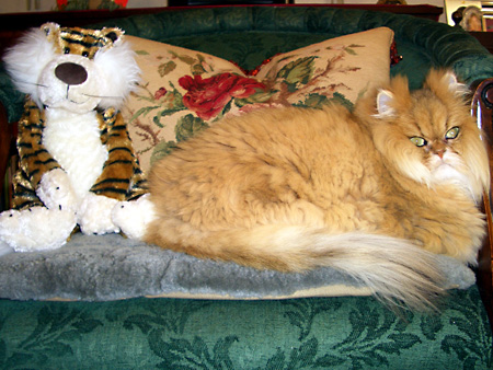 猫、チンチラ・来夢、来喜、ミドリガメ・マックス、コロタン