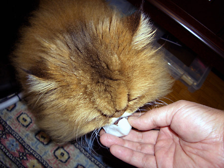 猫、チンチラ・来夢、来喜、ミドリガメ・マックス、コロタン