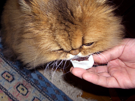 猫、チンチラ・来夢、来喜、ミドリガメ・マックス、コロタン