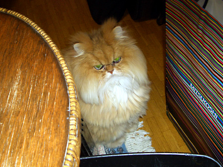 猫、チンチラ・来夢、来喜、ミドリガメ・マックス、コロタン