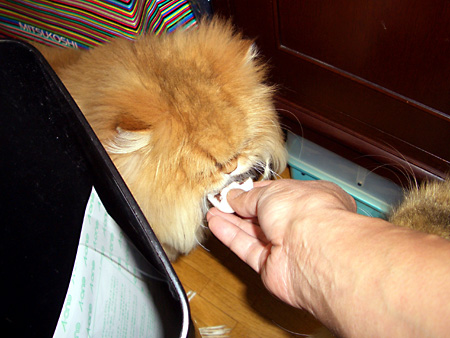 猫、チンチラ・来夢、来喜、ミドリガメ・マックス、コロタン