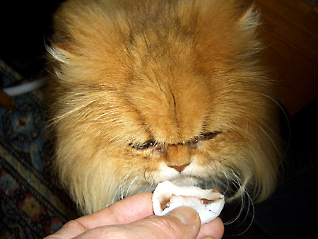 猫、チンチラ・来夢、来喜、ミドリガメ・マックス、コロタン