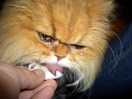 猫、チンチラ・来夢、来喜、ミドリガメ・マックス、コロタン