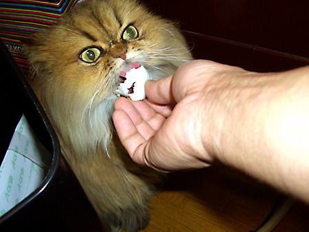 猫、チンチラ・来夢、来喜、ミドリガメ・マックス、コロタン