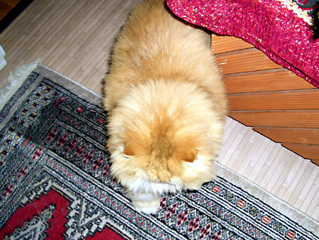 猫、チンチラ・来夢、来喜、ミドリガメ・マックス、コロタン