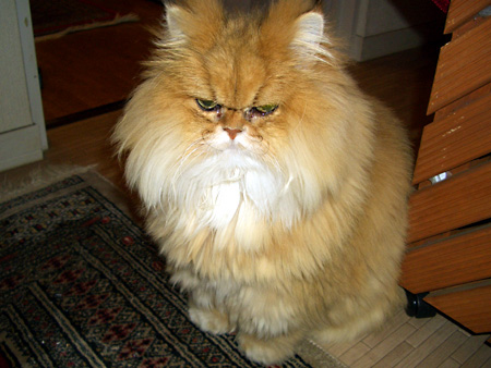 猫、チンチラ・来夢、来喜、ミドリガメ・マックス、コロタン