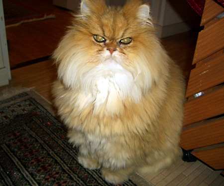 猫, チンチラ・ゴールデン, 来夢, 来喜