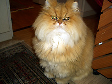 猫, チンチラ・ゴールデン, 来夢, 来喜