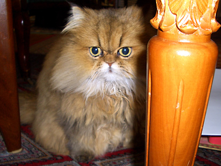 猫, チンチラ・ゴールデン, 来夢, 来喜