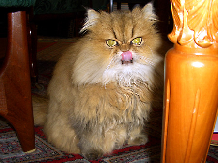 猫、チンチラ・来夢、来喜、ミドリガメ・マックス、コロタン