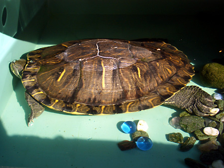 猫、チンチラ・来夢、来喜、ミドリガメ・マックス、コロタン