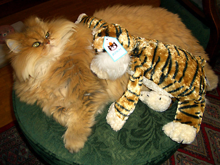 猫、チンチラ・来夢、来喜、ミドリガメ・マックス、コロタン