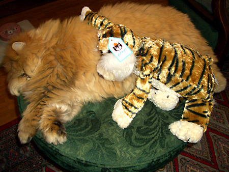 猫、チンチラ・来夢、来喜、ミドリガメ・マックス、コロタン