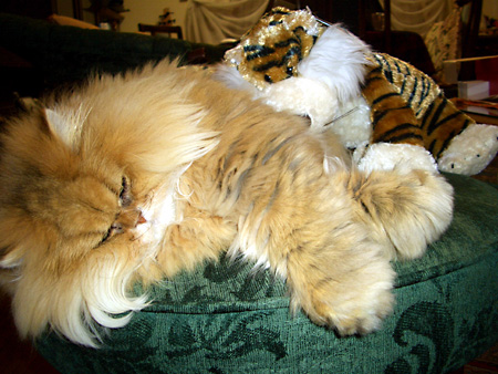 猫、チンチラ・来夢、来喜、ミドリガメ・マックス、コロタン