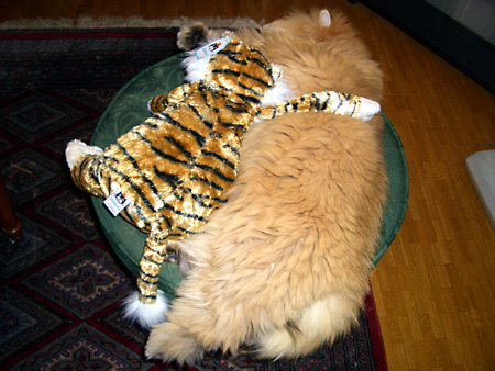 猫、チンチラ・来夢、来喜、ミドリガメ・マックス、コロタン