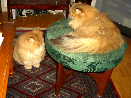 猫、チンチラ・来夢、来喜、ミドリガメ・マックス、コロタン