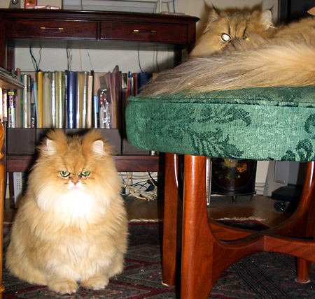 猫, チンチラ・ゴールデン, 来夢, 来喜