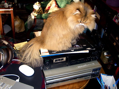 猫、チンチラ・来夢、来喜、ミドリガメ・マックス、コロタン