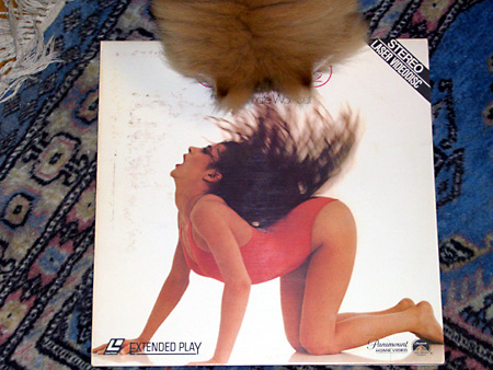 猫、チンチラ・来夢、来喜、ミドリガメ・マックス、コロタン