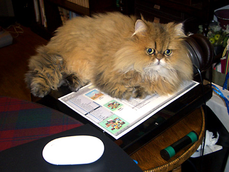 猫、チンチラ・来夢、来喜、ミドリガメ・マックス、コロタン