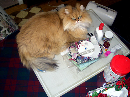 猫、チンチラ・来夢、来喜、ミドリガメ・マックス、コロタン