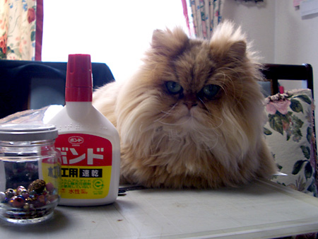 猫、チンチラ・来夢、来喜、ミドリガメ・マックス、コロタン