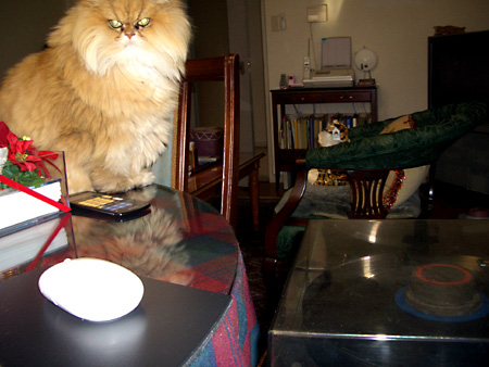 猫、チンチラ・来夢、来喜、ミドリガメ・マックス、コロタン