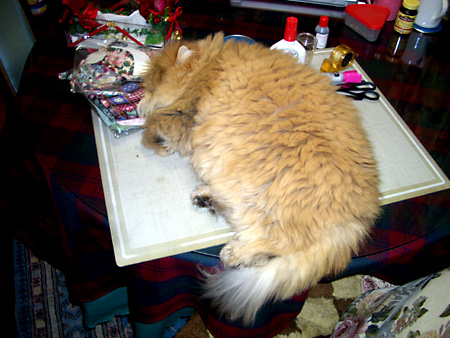 猫、チンチラ・来夢、来喜、ミドリガメ・マックス、コロタン