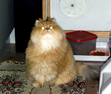 猫, チンチラ・ゴールデン, 来夢, 来喜