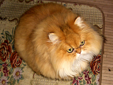 猫、チンチラ・来夢、来喜、ミドリガメ・マックス、コロタン