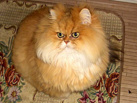 猫、チンチラ・来夢、来喜、ミドリガメ・マックス、コロタン