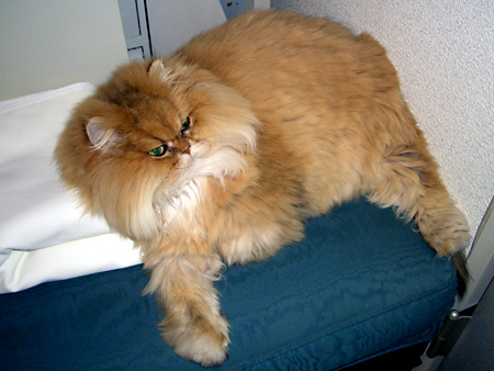 猫、チンチラ・来夢、来喜、ミドリガメ・マックス、コロタン