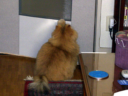 猫、チンチラ・来夢、来喜、ミドリガメ・マックス、コロタン