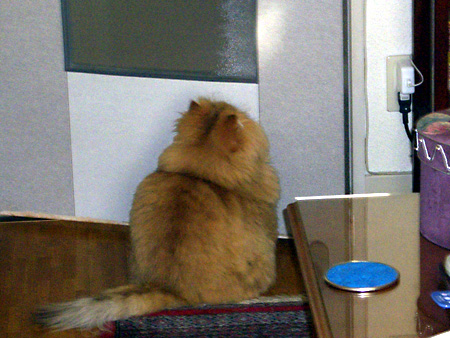 猫、チンチラ・来夢、来喜、ミドリガメ・マックス、コロタン