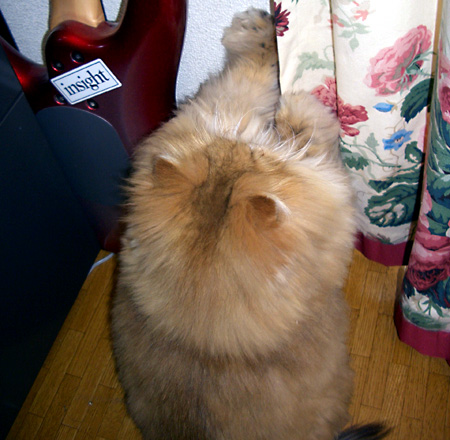 猫, チンチラ・ゴールデン, 来夢, 来喜