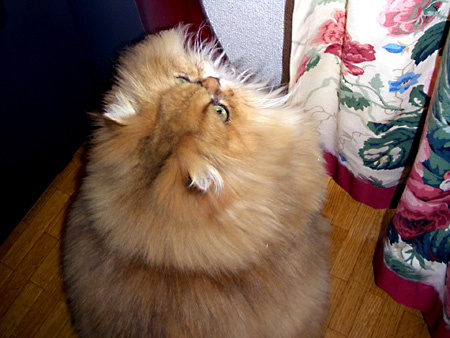 猫、チンチラ・来夢、来喜、ミドリガメ・マックス、コロタン