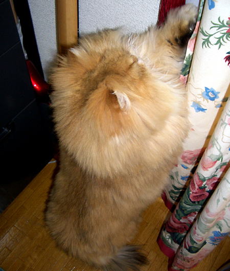 猫, チンチラ・ゴールデン, 来夢, 来喜