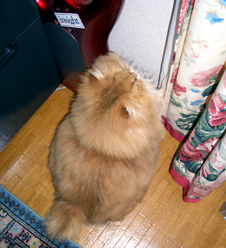 猫, チンチラ・ゴールデン, 来夢, 来喜