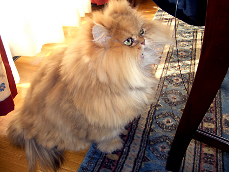 猫、チンチラ・来夢、来喜、ミドリガメ・マックス、コロタン