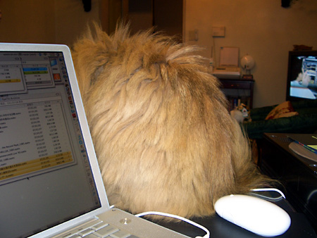 猫、チンチラ・来夢、来喜、ミドリガメ・マックス、コロタン