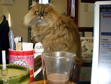 猫、チンチラ・来夢、来喜、ミドリガメ・マックス、コロタン