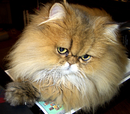 猫, チンチラ・ゴールデン, 来夢, 来喜