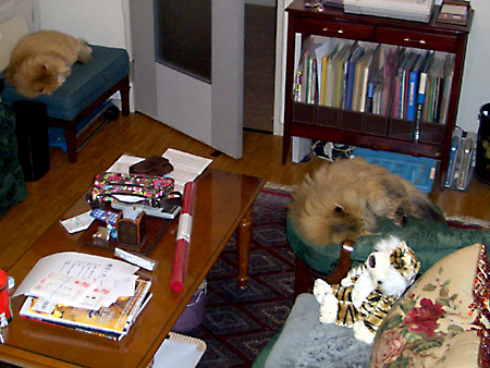 猫、チンチラ・来夢、来喜、ミドリガメ・マックス、コロタン