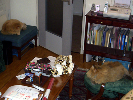 猫、チンチラ・来夢、来喜、ミドリガメ・マックス、コロタン